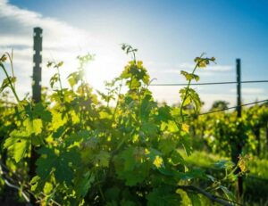 vignoble-penedes-605x465