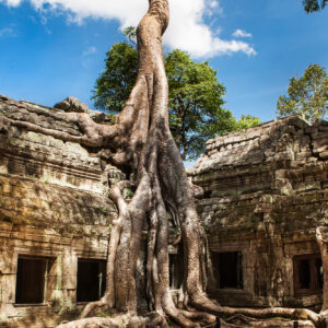 Ta Phrom at Angkor Wat, Cambodia, historical architecture of Khmer