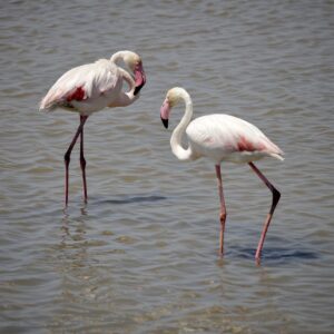 flamingos-5403041_1920