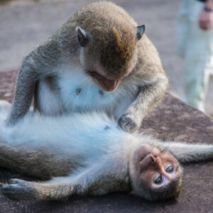 Lazy monkeys playing